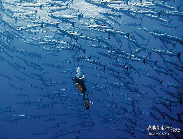 Underwater海底摄影  海洋生態