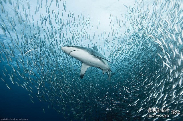 Underwater海底摄影  海洋生態