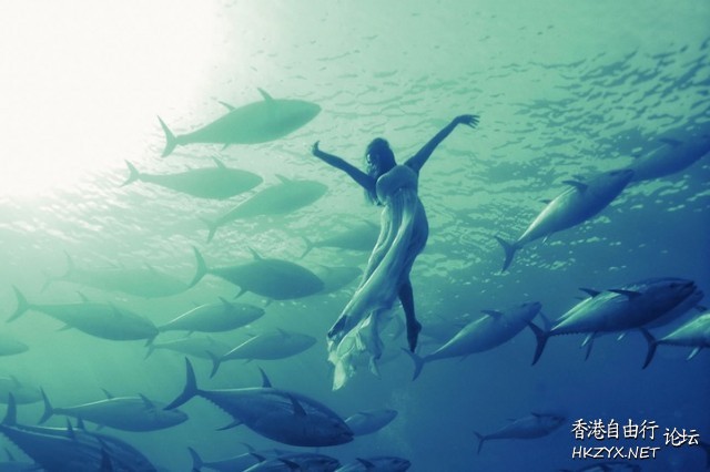 Underwater海底摄影  海洋生態