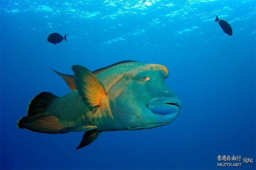 Underwater海底摄影  海洋生態