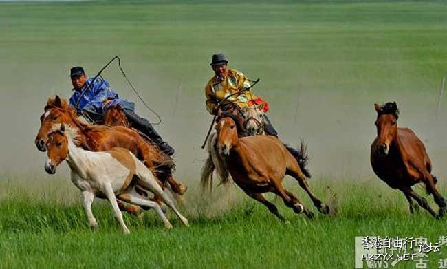蒙古馬草原騁馳  Wild animal 野生動物