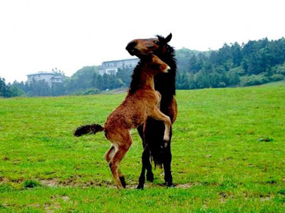 蒙古馬草原騁馳  Wild animal 野生動物