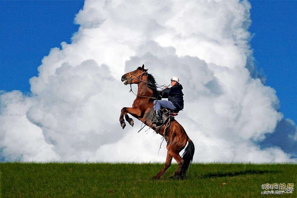 蒙古馬草原騁馳  Wild animal 野生動物