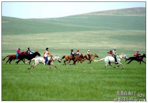 蒙古馬草原騁馳  Wild animal 野生動物