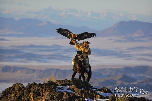   Wild animal 野生動物
