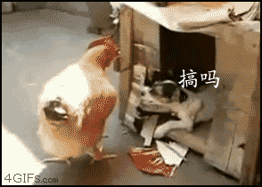   Pets 寵物護理 +紀念堂