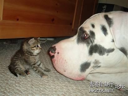 精彩寵物雜影  Pets 寵物護理 +紀念堂