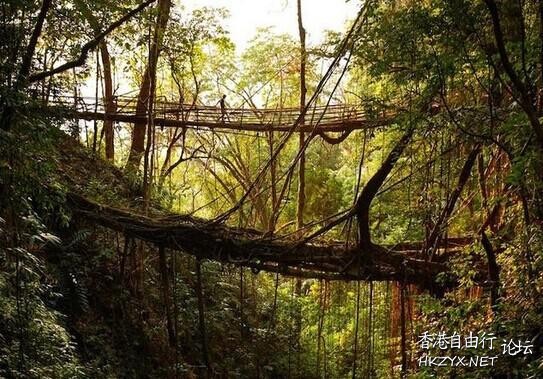 印度一神秘树桥  Photography 攝影特區