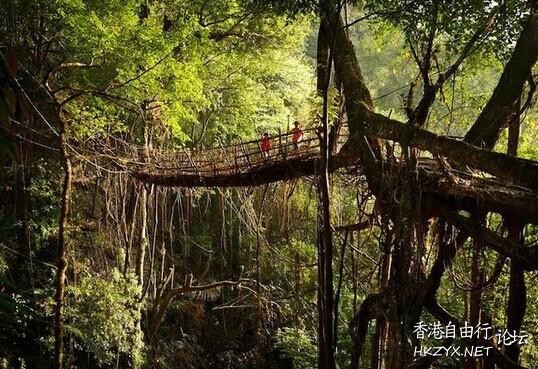 印度一神秘树桥  Photography 攝影特區