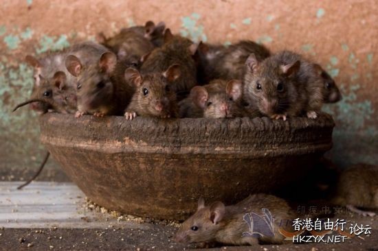 印度老鼠庙 印度“圣鼠庙”  World Trave...欧美