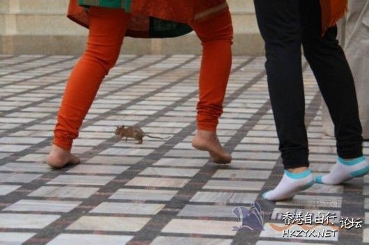 印度老鼠庙 印度“圣鼠庙”  World Trave...欧美