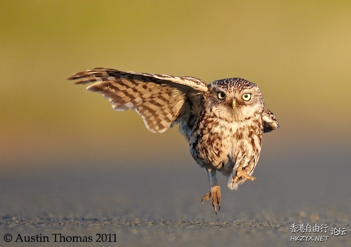   Birds 飛烏