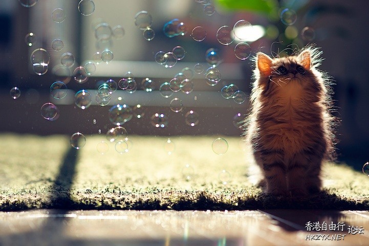 Cat: 願太平天下  Pets 寵物護理 +紀念堂