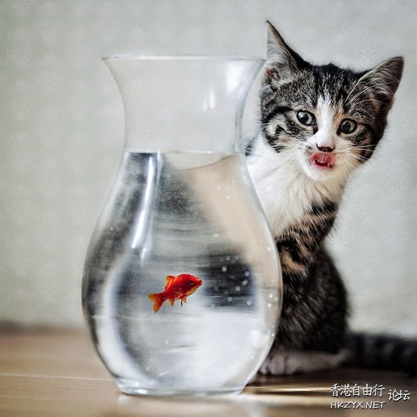Cat: 願太平天下  Pets 寵物護理 +紀念堂