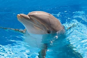   海洋生態