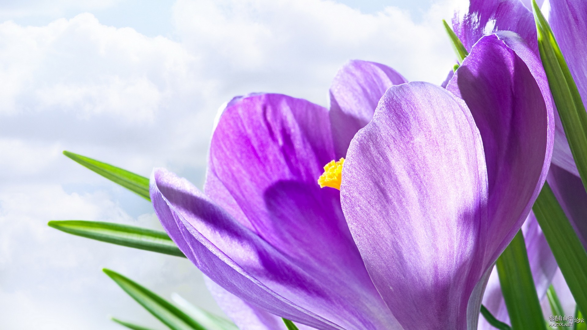 colourful flowers  Flowers花卉