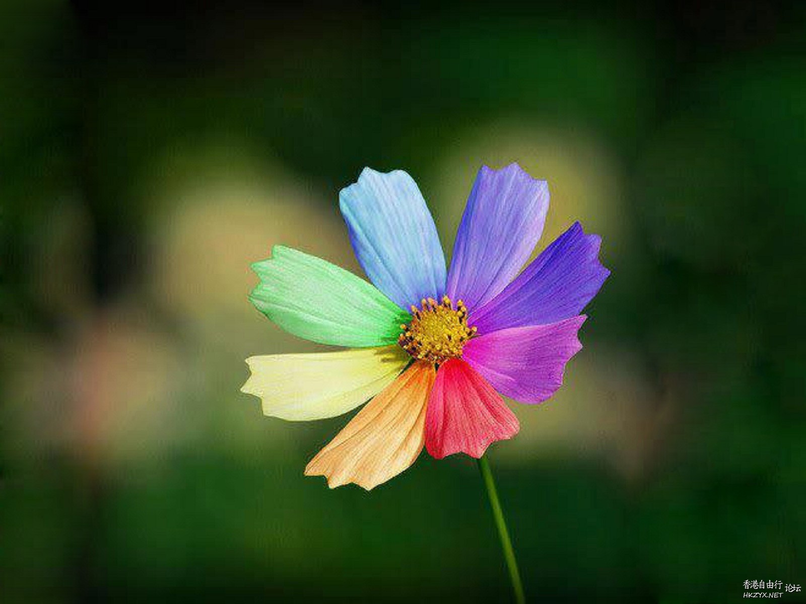 colourful flowers  Flowers花卉