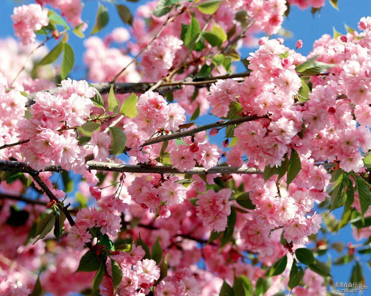 colourful flowers  Flowers花卉