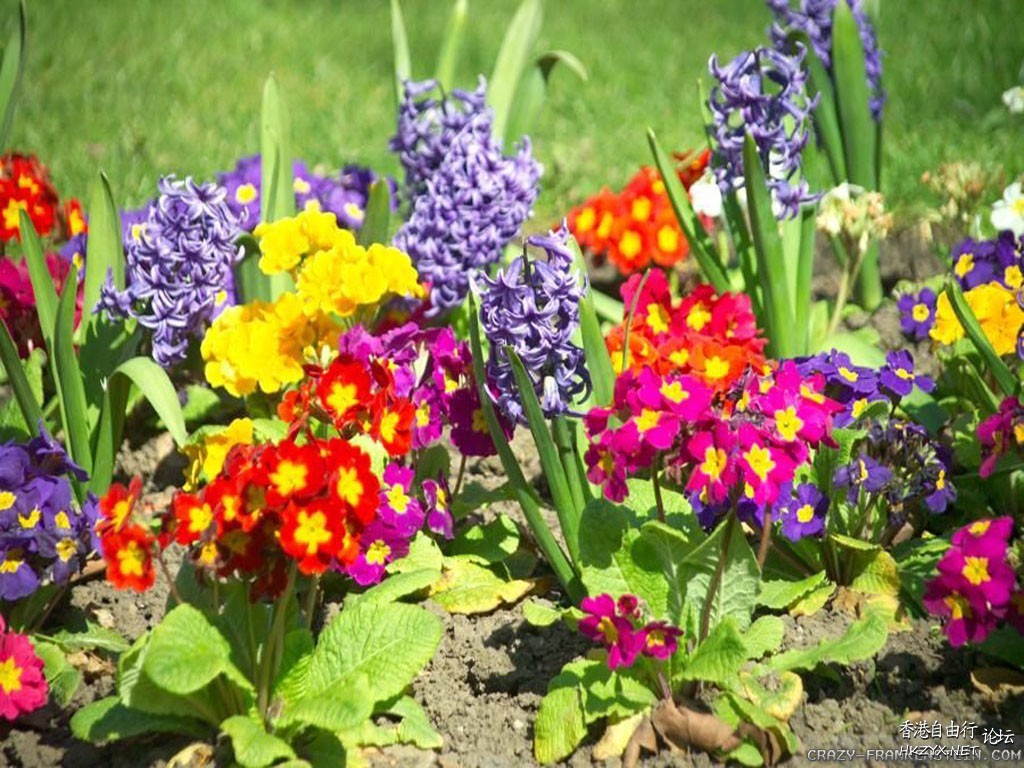 colourful flowers  Flowers花卉