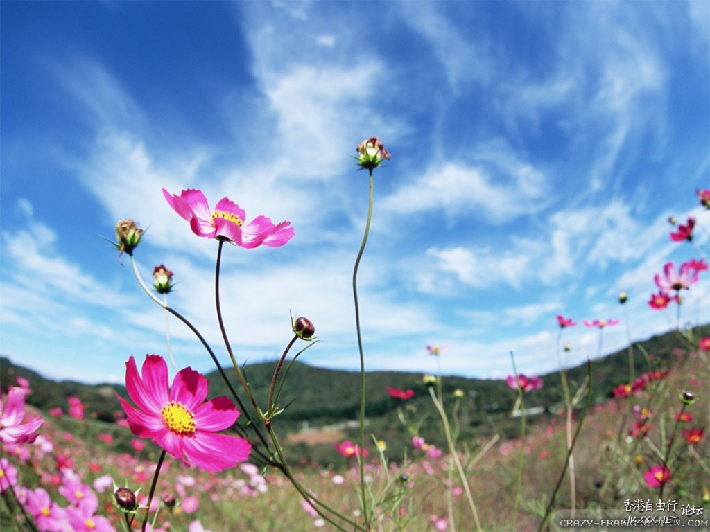 colourful flowers  Flowers花卉