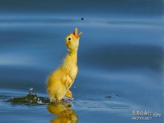   Birds 飛烏