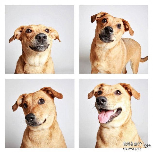 狗狗搞笑篇  Pets 寵物護理 +紀念堂