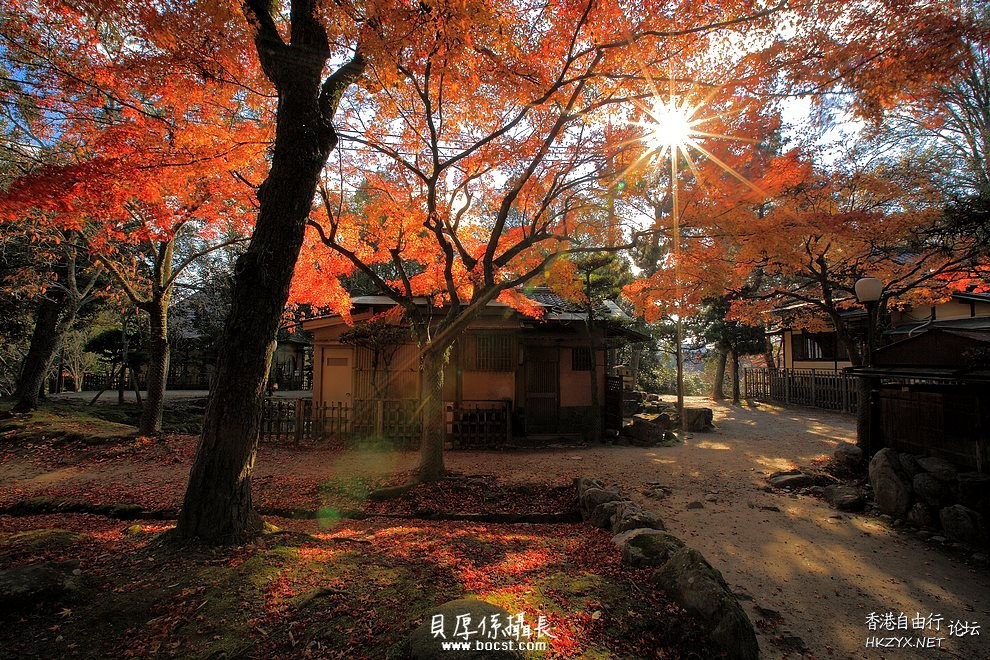 日本賞楓高清  Photography 攝影特區