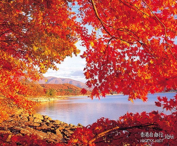 日本賞楓高清  Photography 攝影特區