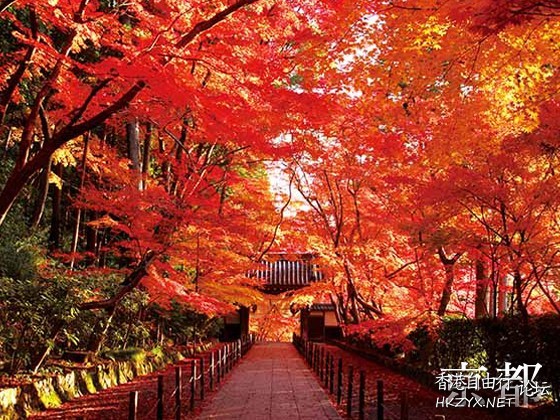 日本賞楓高清  Photography 攝影特區
