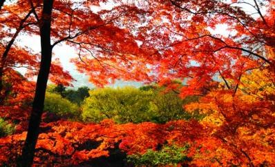 日本賞楓高清  Photography 攝影特區