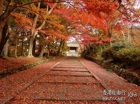 日本賞楓高清  Photography 攝影特區