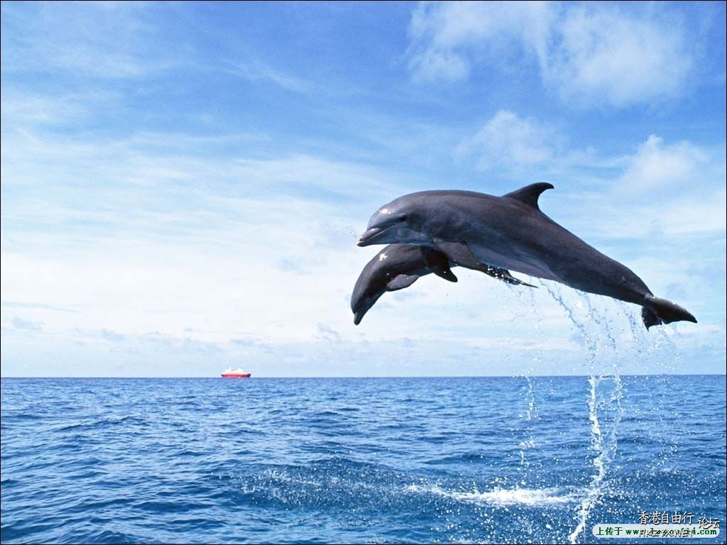   海洋生態