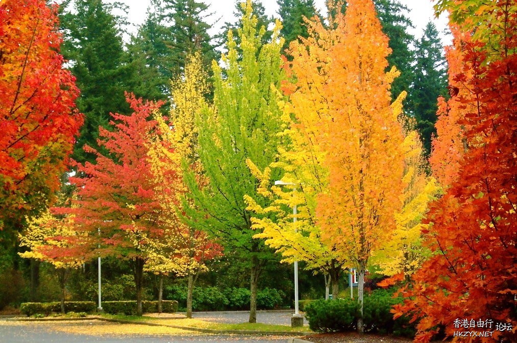 Colors of Autumn  貼上 精華分享