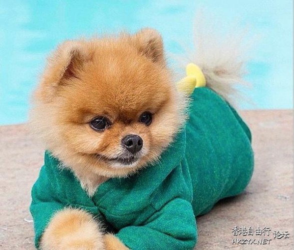 时尚流行-豬咁靚  Pets 寵物護理 +紀念堂