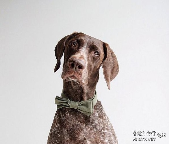 时尚流行-豬咁靚  Pets 寵物護理 +紀念堂