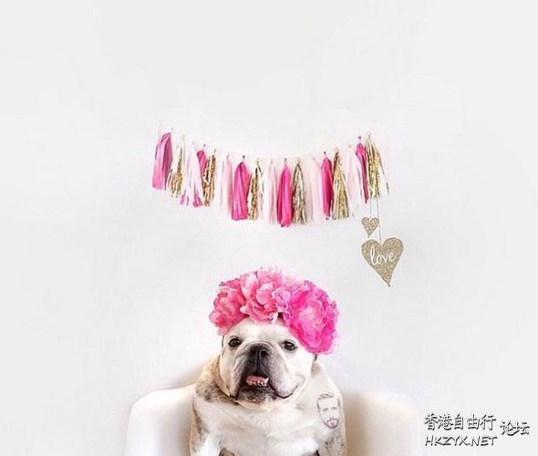 时尚流行-豬咁靚  Pets 寵物護理 +紀念堂