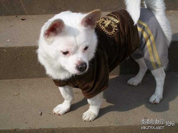 时尚流行-豬咁靚  Pets 寵物護理 +紀念堂