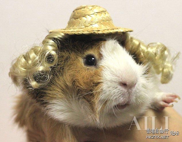时尚流行-豬咁靚  Pets 寵物護理 +紀念堂
