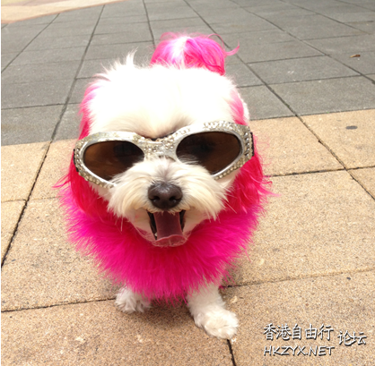 时尚流行-豬咁靚  Pets 寵物護理 +紀念堂