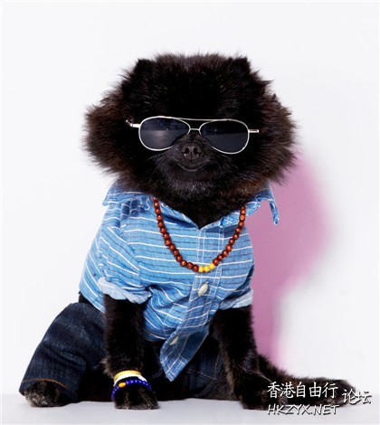   Pets 寵物護理 +紀念堂