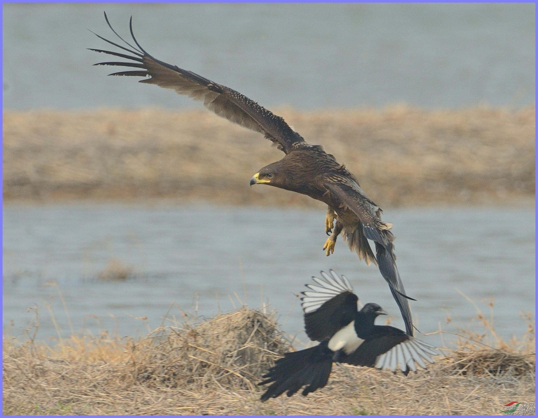   Birds 飛烏