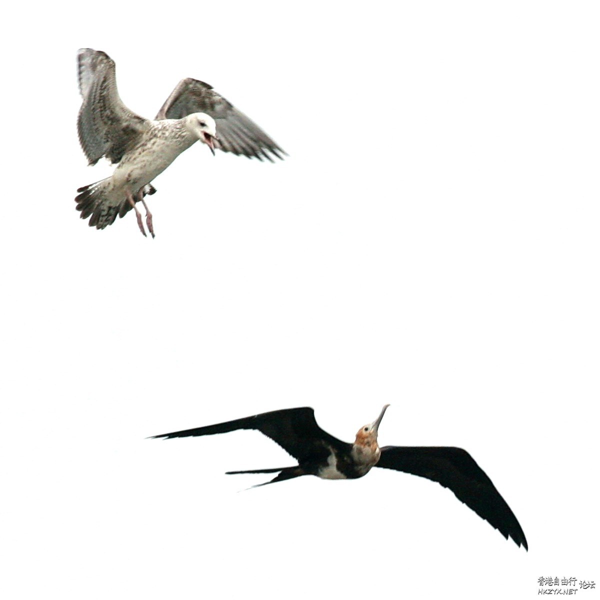   Birds 飛烏