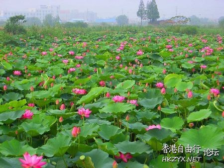 江漢最大淡水湖泊-洪湖  ChinaTravel 中國觀光景點