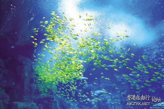   Fireworks 烟花
