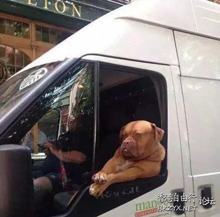   Pets 寵物護理 +紀念堂