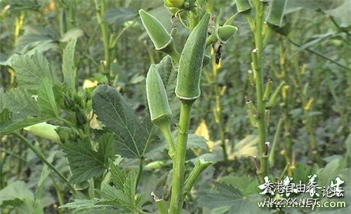 秋葵的神奇功效  中藥用途分析