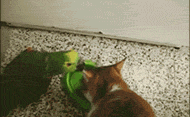   Birds 飛烏