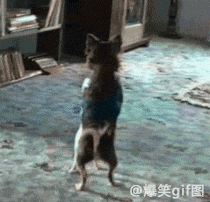 熊:我跳个舞给你看，哎、哎、  舞姿百態