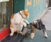 cat仔笑死人  Pets 寵物護理 +紀念堂