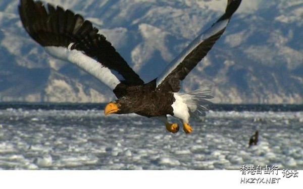   Birds 飛烏